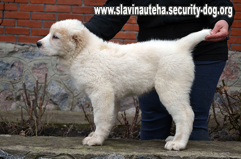 Среднеазиатская овчарка Среднеазиатская овчарка