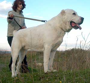 Среднеазиатская овчарка Среднеазиатская овчарка